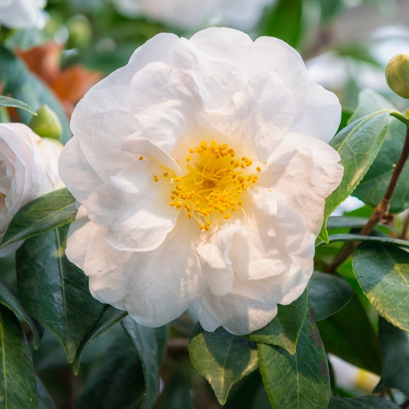 Camellia White -19cm