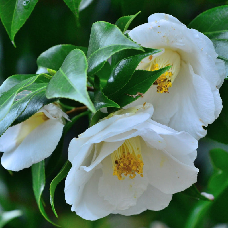 Camellia White -19cm