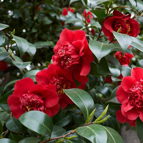 Camellia Red -19cm
