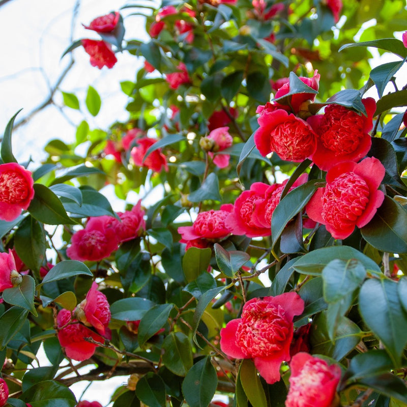 Camellia Red -19cm