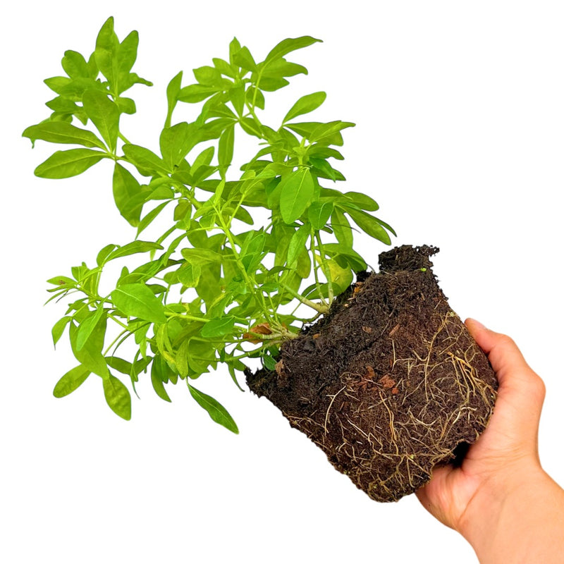 Choisya Ternata, Ready to Plant in Your Garden, 2L Pot x 1 Large Plant