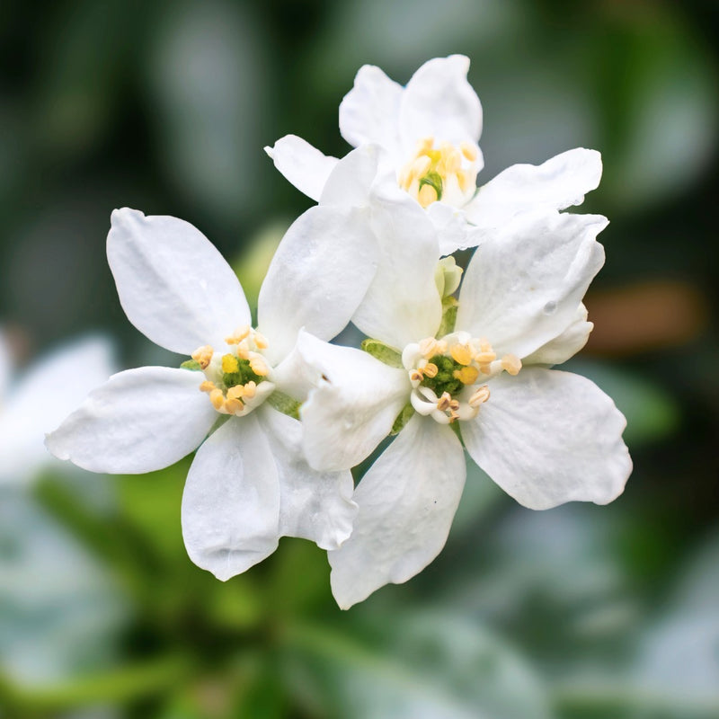 Choisya Ternata, Ready to Plant in Your Garden, 2L Pot x 1 Large Plant