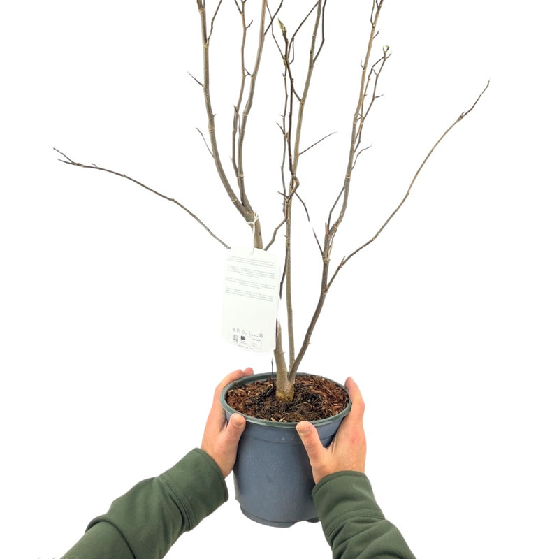 Magnolia Tulip -19cm