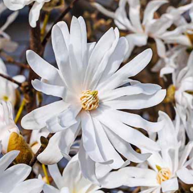Magnolia Stellata -19cm.