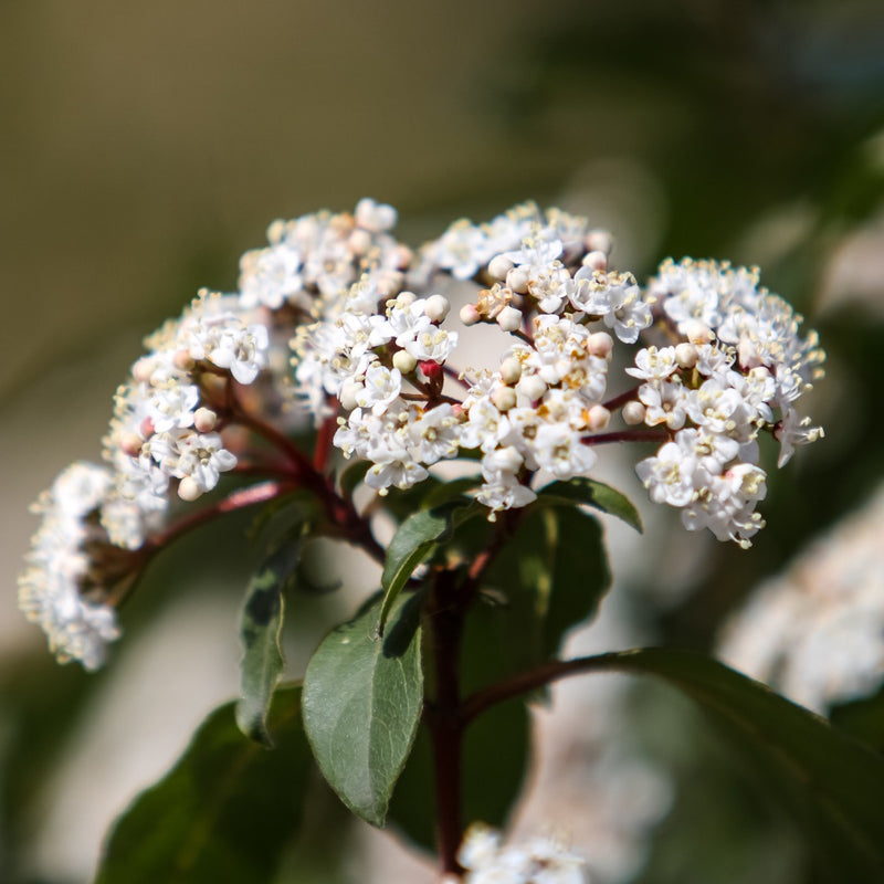 Viburnum Tinus, Ready to Plant, Large 3L Plant