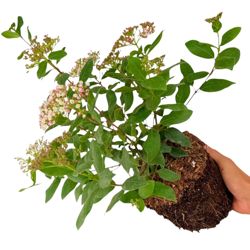 Viburnum Tinus, Ready to Plant, Large 3L Plant