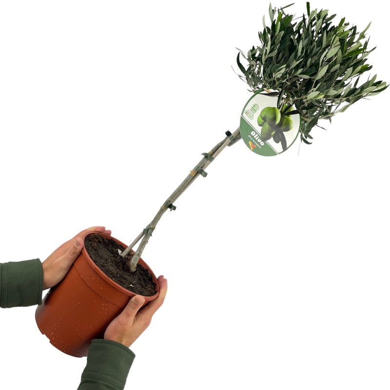 Olive Tree in 19cm Pot/3L 90-100cm Height