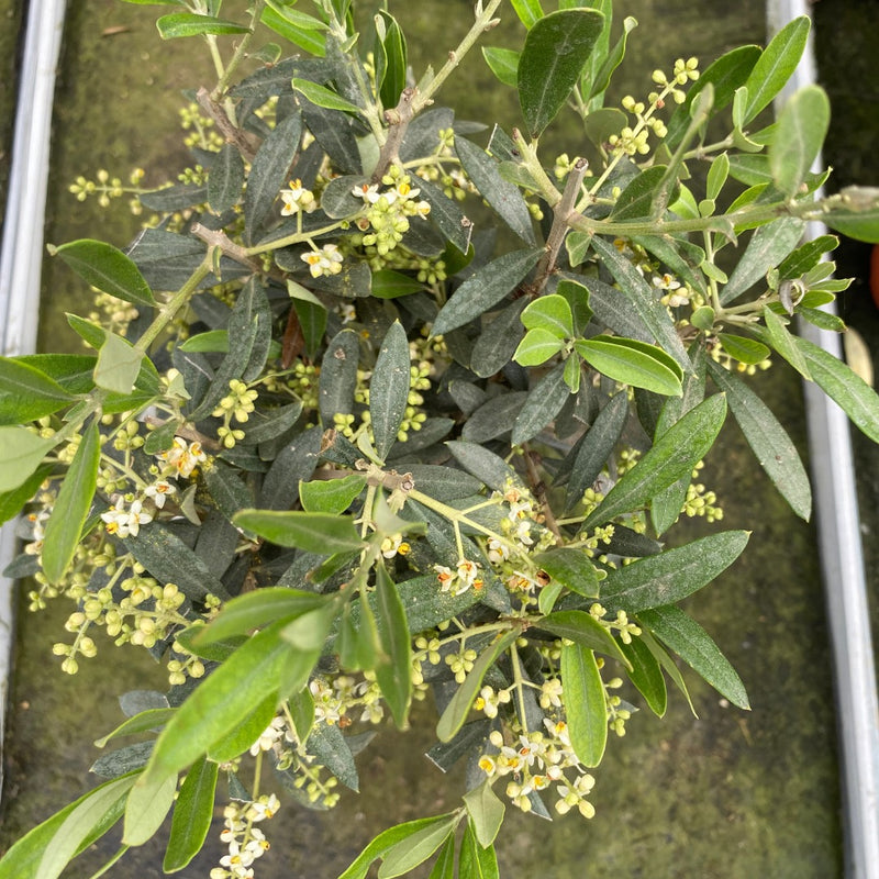 Olive Tree in 19cm Pot/3L 90-100cm Height