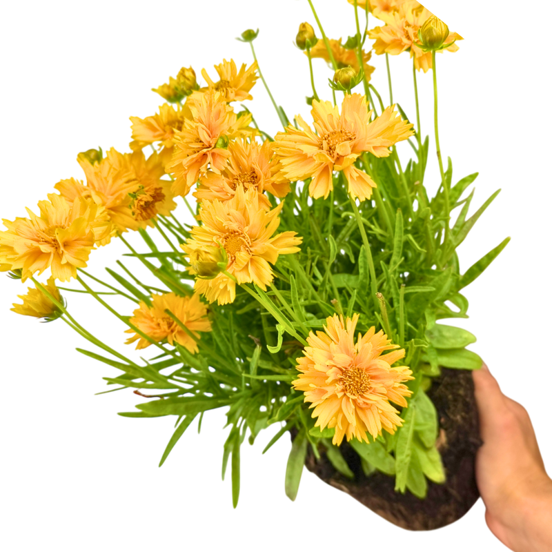 1 Large Plant - Coreopsis Double The Sun, Ready to Plant in Your Garden, 2L Pot