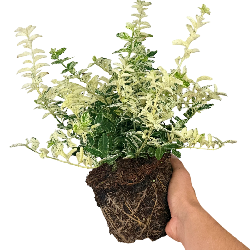 Euonymus Harlequin 17cm/2L