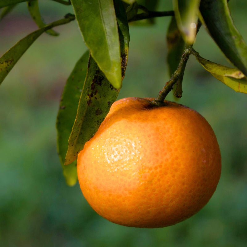 1 Large Plant – Mini Clementine Tree, Ready to Grow Indoors or Outdoors