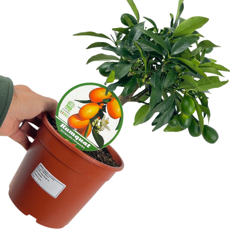 1 Large Plant – Mini Kumquat Tree, Ready to Grow Indoors or Outdoors