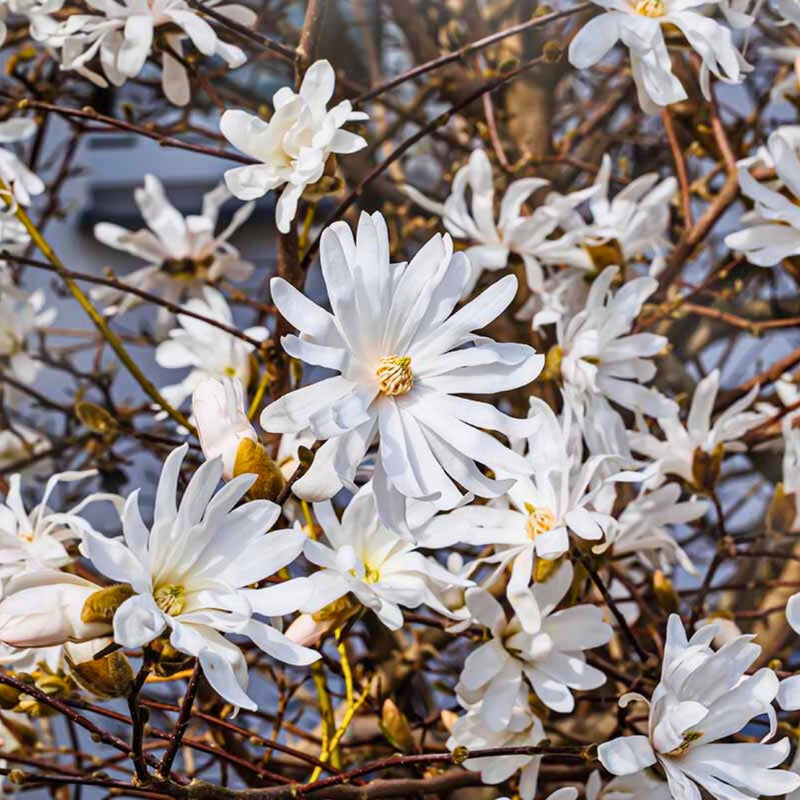 Magnolia Stellata -19cm.