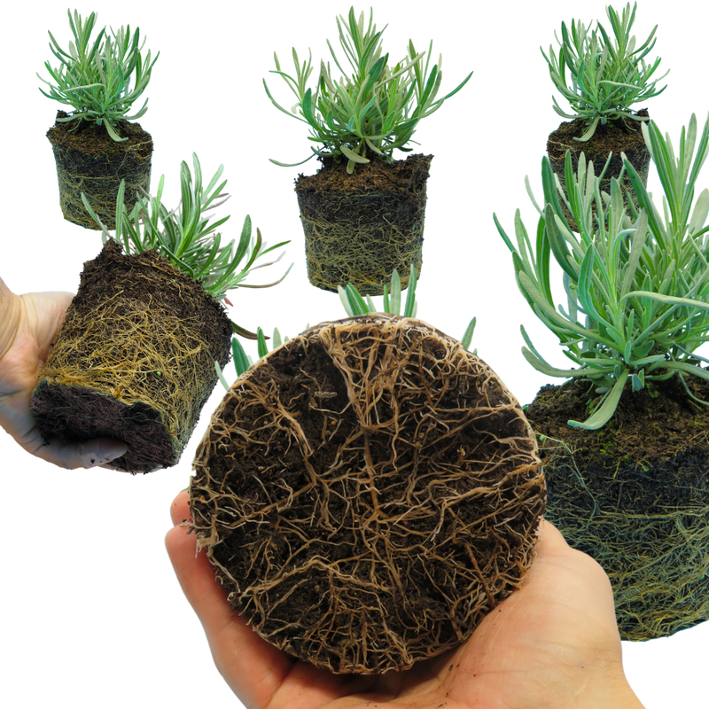 Lavender Tasty Grosso, Ready to Plant in Your Garden, 1L