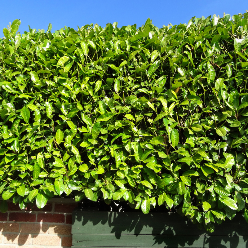 1 Large Hedge Plant - Prunus Rotundifolia, Outdoor Garden Ready, 2L Pot