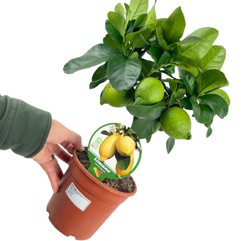 1 Large Plant – Mini Lemon Tree, Ready to Grow Indoors or Outdoors