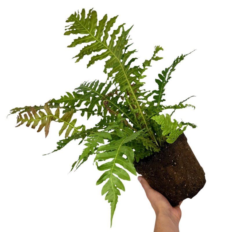 1 Large Plant - Blechnum Volcano Fern, Ready to Plant in Your Garden, 3L Pot