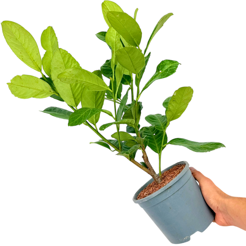 1 Large Hedge Plant - Prunus Rotundifolia, Outdoor Garden Ready, 2L Pot