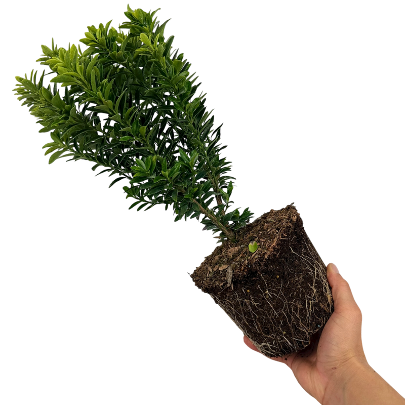 1 Large Plant - Euonymus Microphyllus Aureomarginatus, Outdoor Garden Ready, 2L