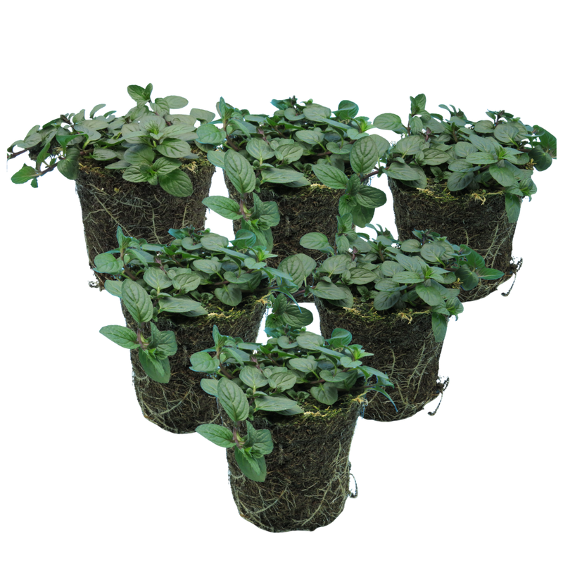 Peppermint Aromatic Herbs, Ready to Plant in Your Garden, 1L