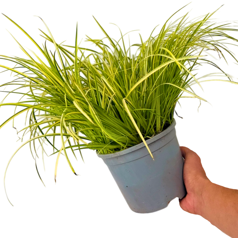 1 Large Plant – Acorus gramineus ‘Ogon’, Ready to Plant in Your Garden 2L Pot