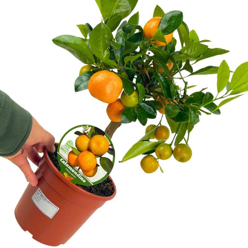 1 Large Plant – Mini Calamondin Tree, Ready to Grow Indoors or Outdoors