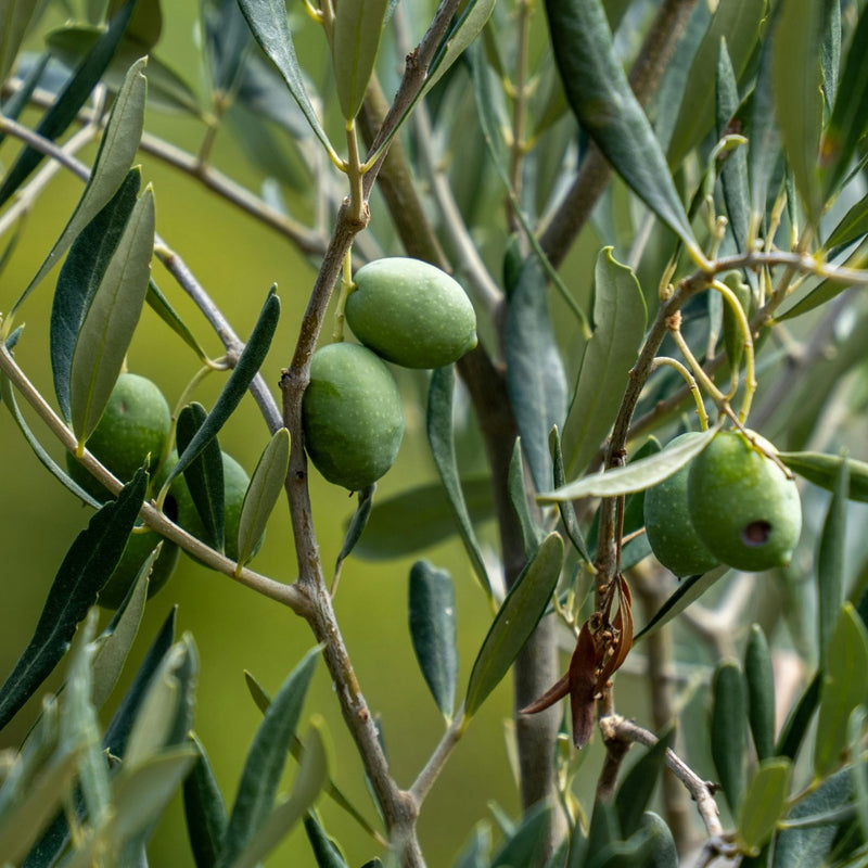 Olive Tree in 19cm Pot/3L 90-100cm Height
