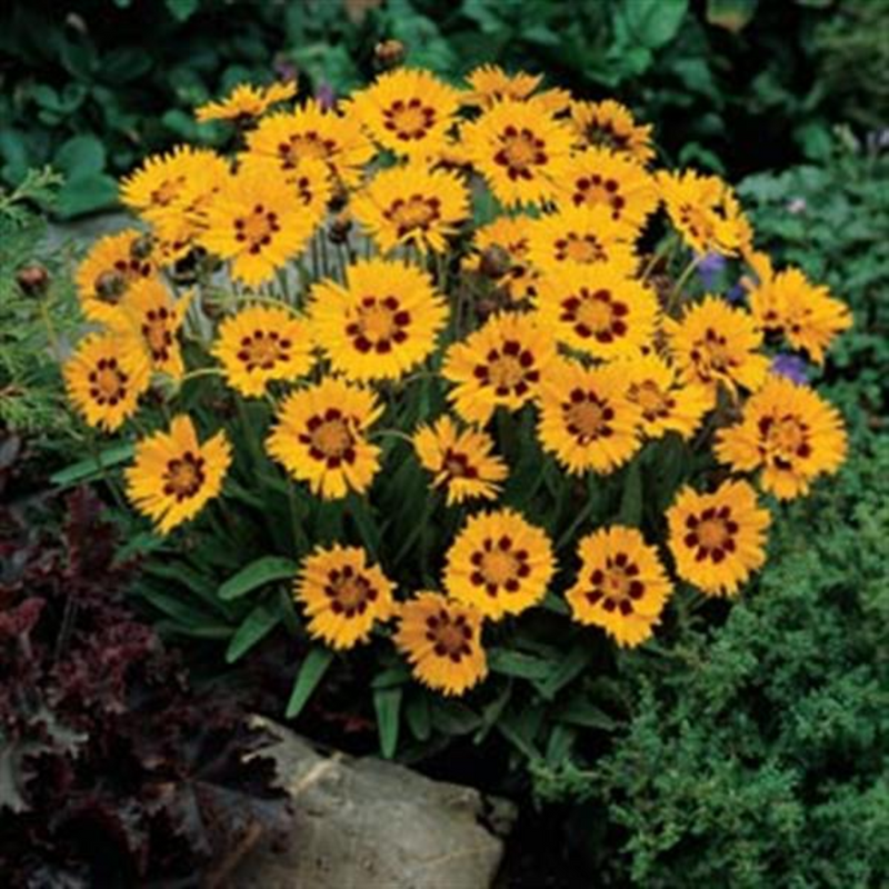 1 Large Plant - Coreopsis Sunfire, Ready to Plant in Your Garden, 2L Pot