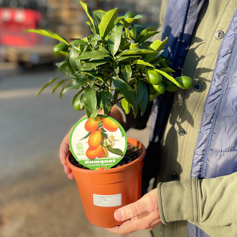1 Large Plant – Mini Kumquat Tree, Ready to Grow Indoors or Outdoors