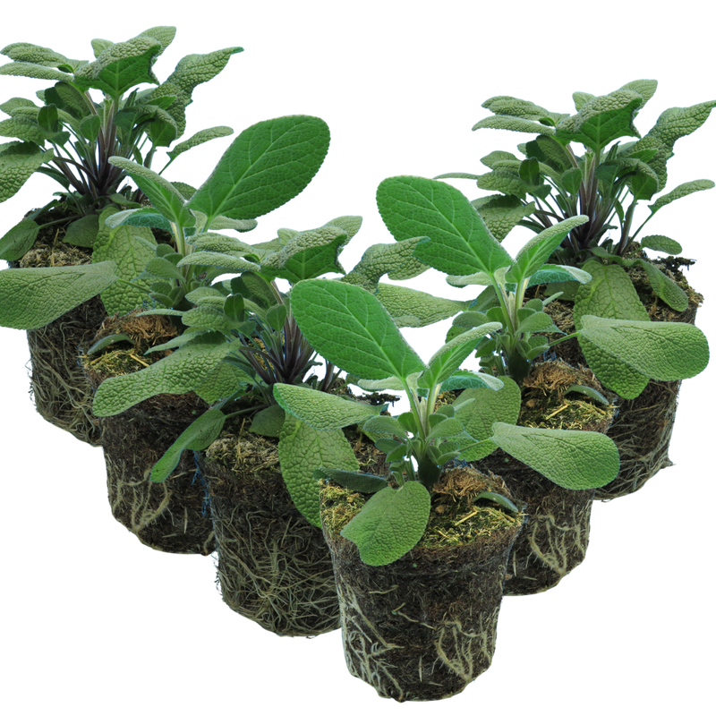 Large Herb Plants - Sage Grower’s Mix, Ready to Plant in Your Garden, 1L
