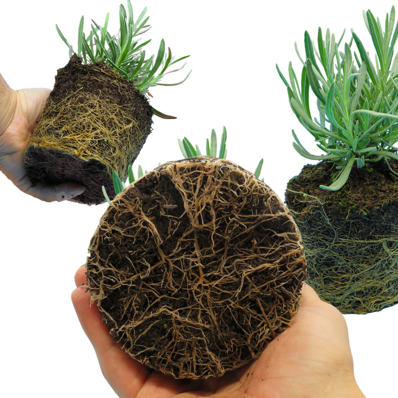 Lavender Tasty Grosso, Ready to Plant in Your Garden, 1L