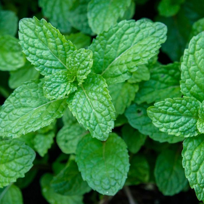 Peppermint Aromatic Herbs, Ready to Plant in Your Garden, 1L