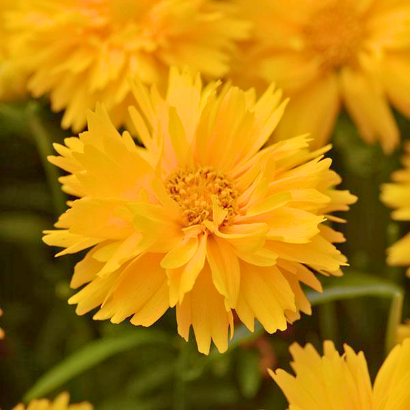 1 Large Plant - Coreopsis Double The Sun, Ready to Plant in Your Garden, 2L Pot