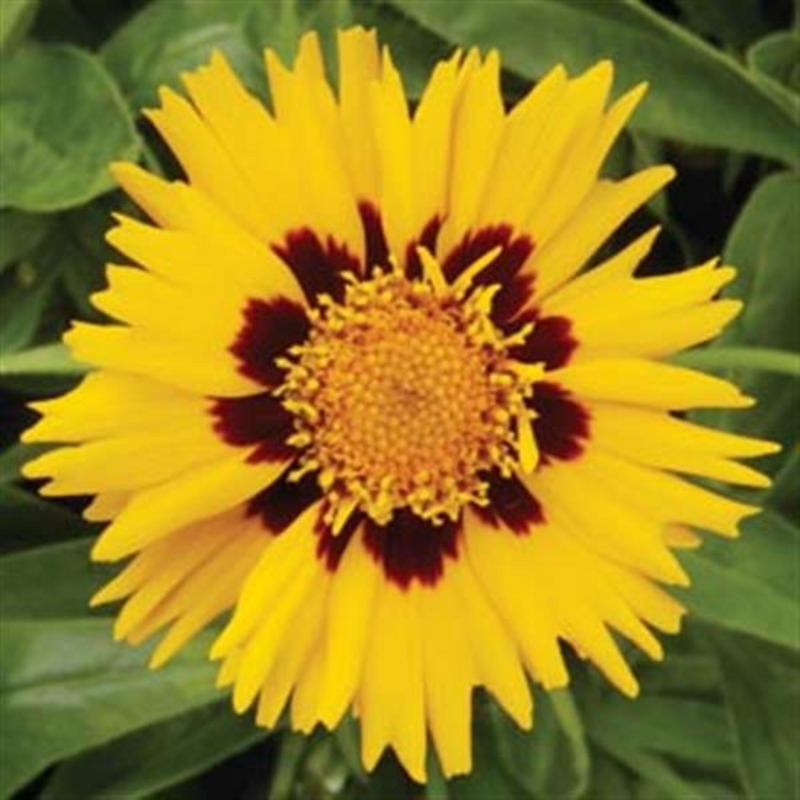 1 Large Plant - Coreopsis Sunfire, Ready to Plant in Your Garden, 2L Pot