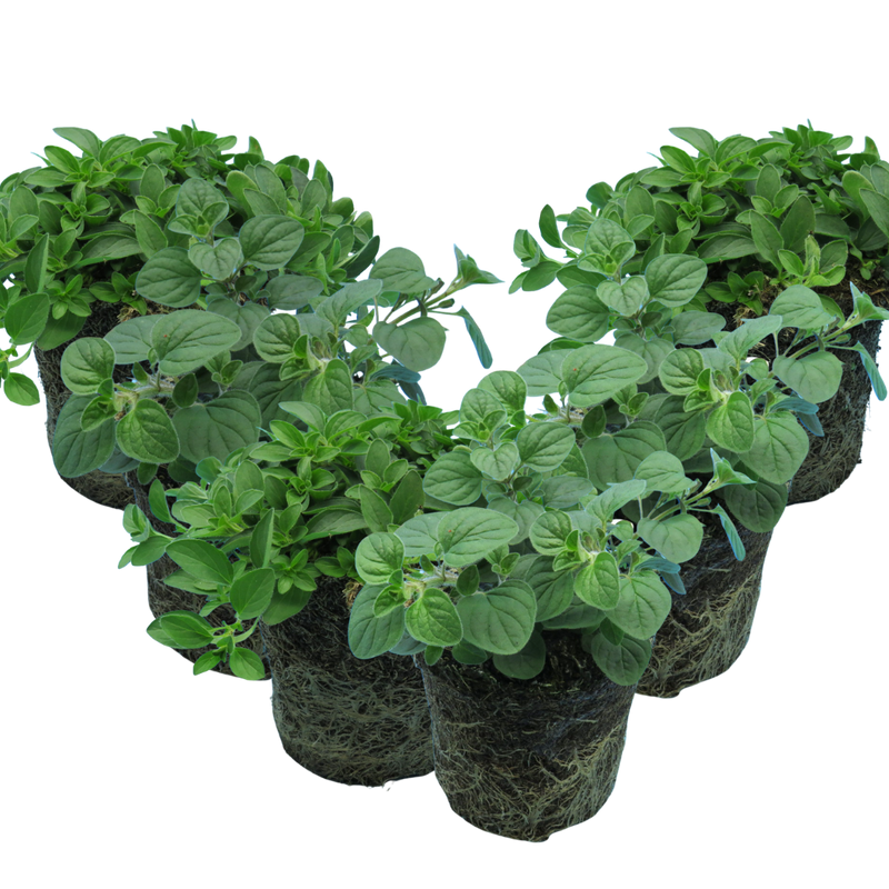 Oregano Grower’s Mix, Ready to Plant in Your Garden, 1L