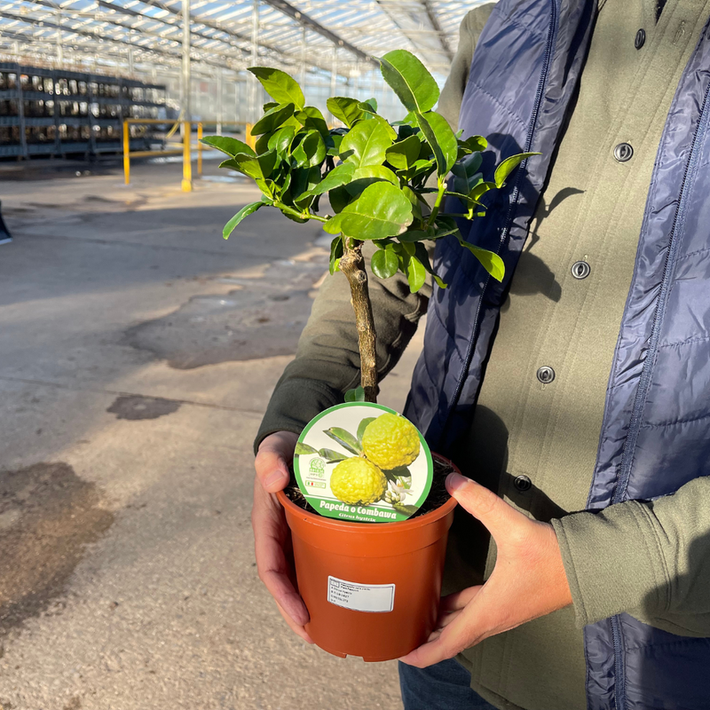 1 Large Plant – Mini Kaffir Lime Tree, Ready to Grow Indoors or Outdoors