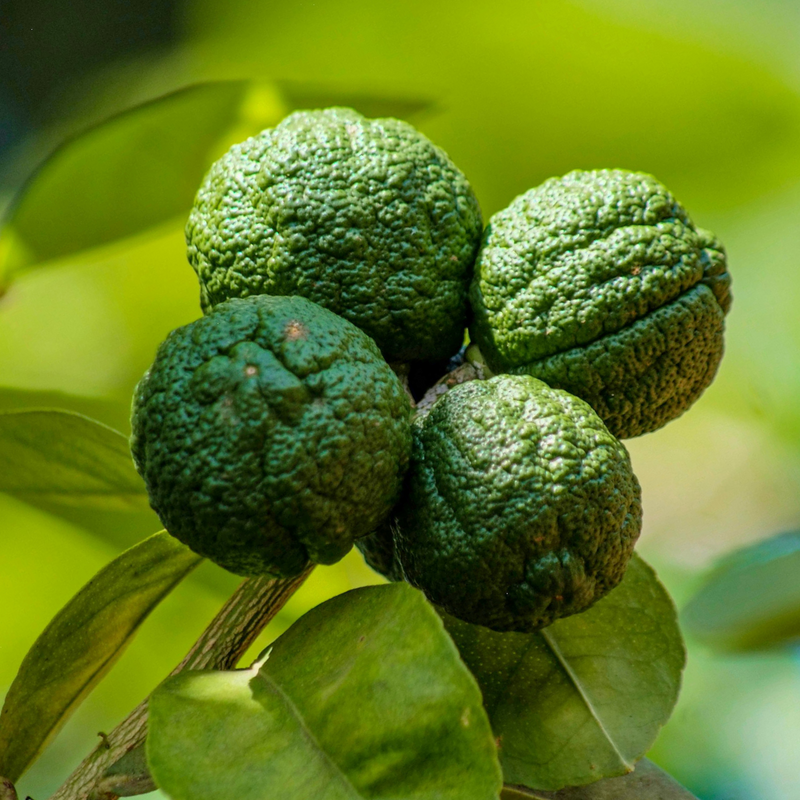 1 Large Plant – Mini Kaffir Lime Tree, Ready to Grow Indoors or Outdoors