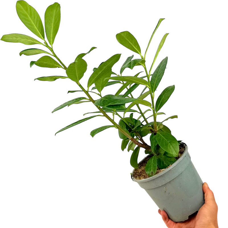 1 Large Hedge Plant - Prunus Novita, Outdoor Garden Ready, 2L Pot