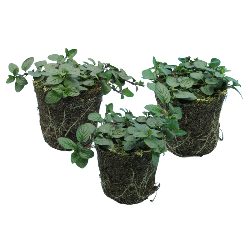 Peppermint Aromatic Herbs, Ready to Plant in Your Garden, 1L