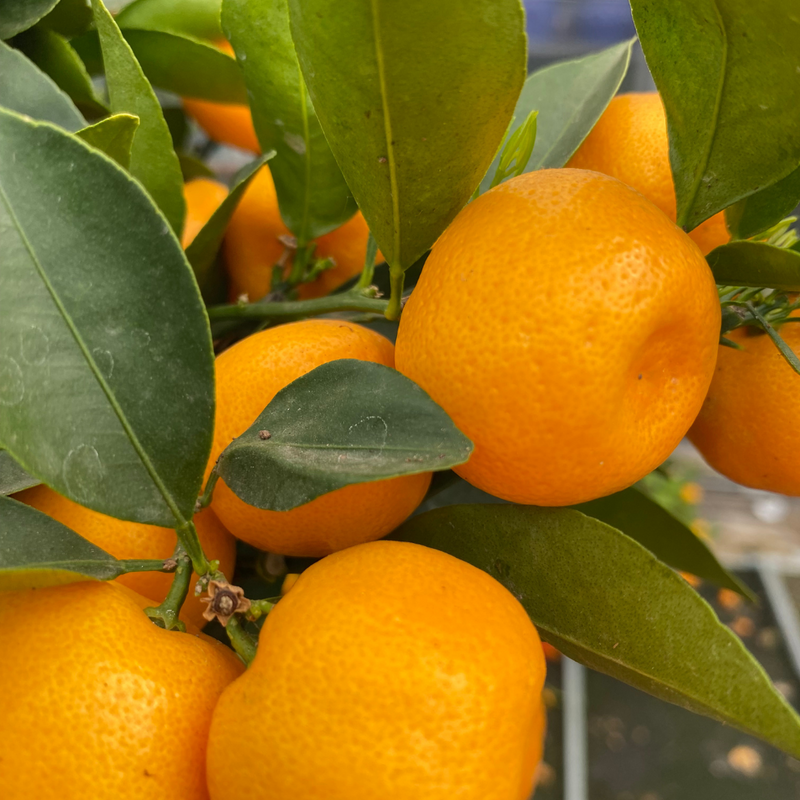 1 Large Plant – Mini Calamondin Tree, Ready to Grow Indoors or Outdoors