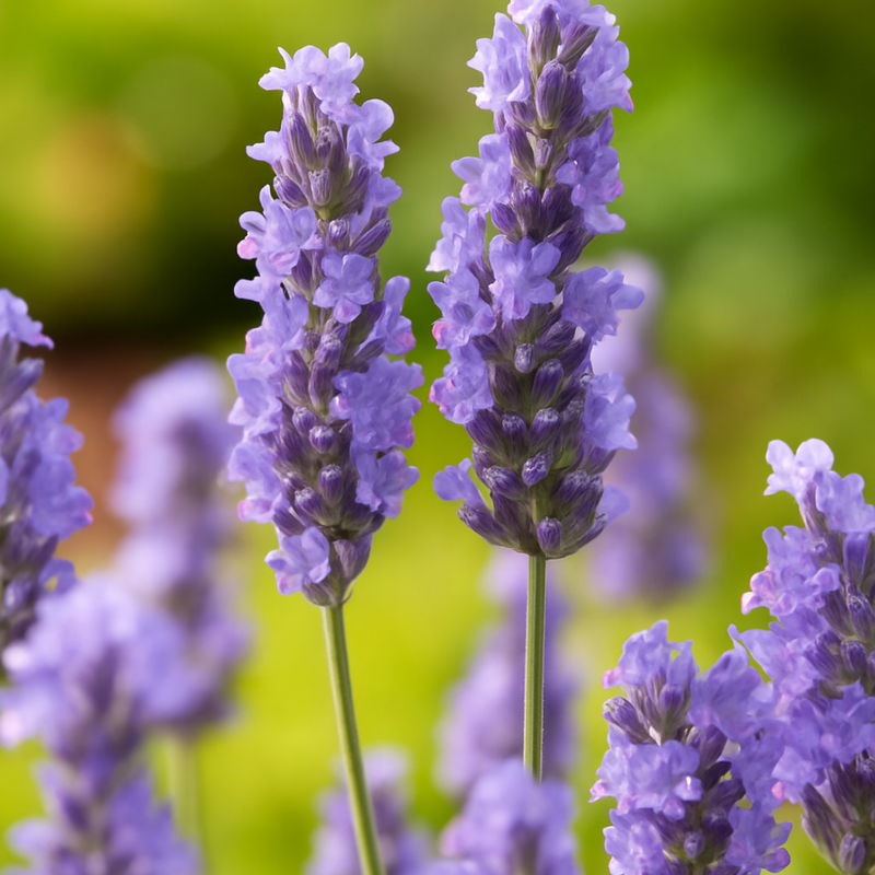 Lavender Tasty Grosso, Ready to Plant in Your Garden, 1L