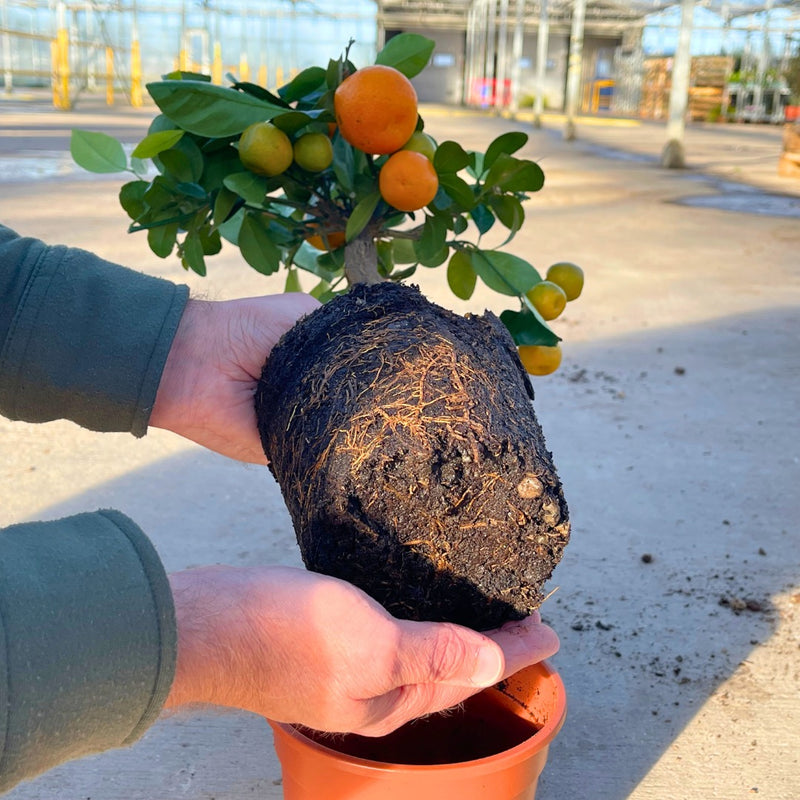 1 Large Plant – Mini Calamondin Tree, Ready to Grow Indoors or Outdoors