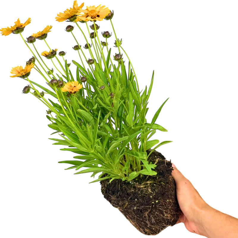 1 Large Plant - Coreopsis Sunfire, Ready to Plant in Your Garden, 2L Pot