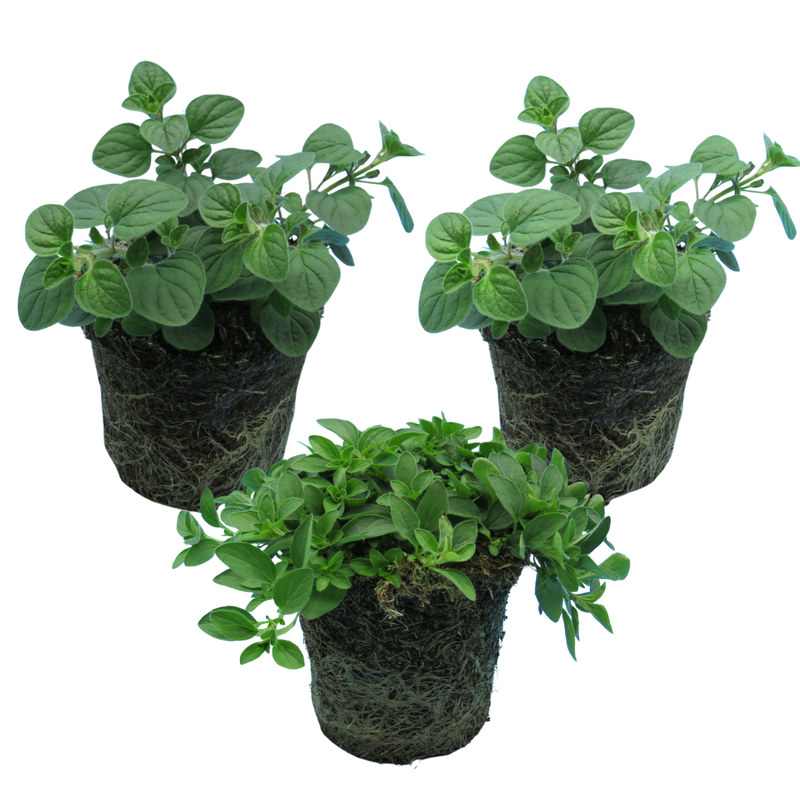 Oregano Grower’s Mix, Ready to Plant in Your Garden, 1L