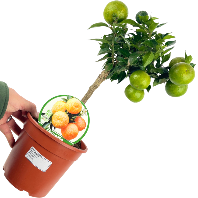 1 Large Plant – Mini Clementine Tree, Ready to Grow Indoors or Outdoors