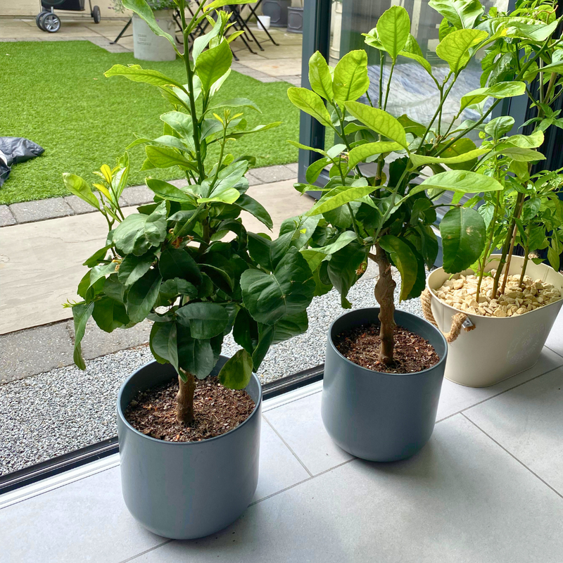 1 Large Plant – Mini Lemon Tree, Ready to Grow Indoors or Outdoors