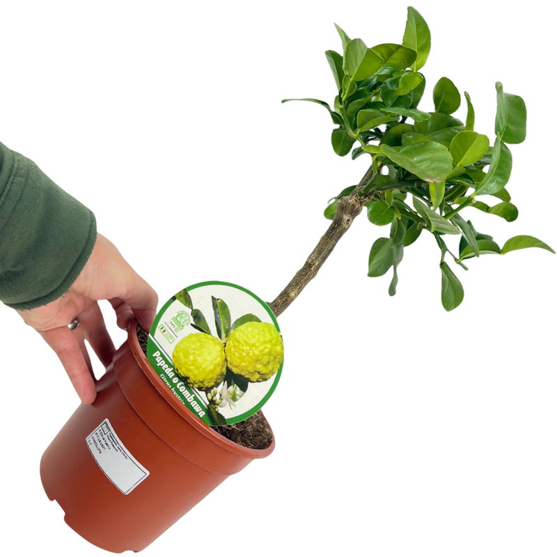 1 Large Plant – Mini Kaffir Lime Tree, Ready to Grow Indoors or Outdoors