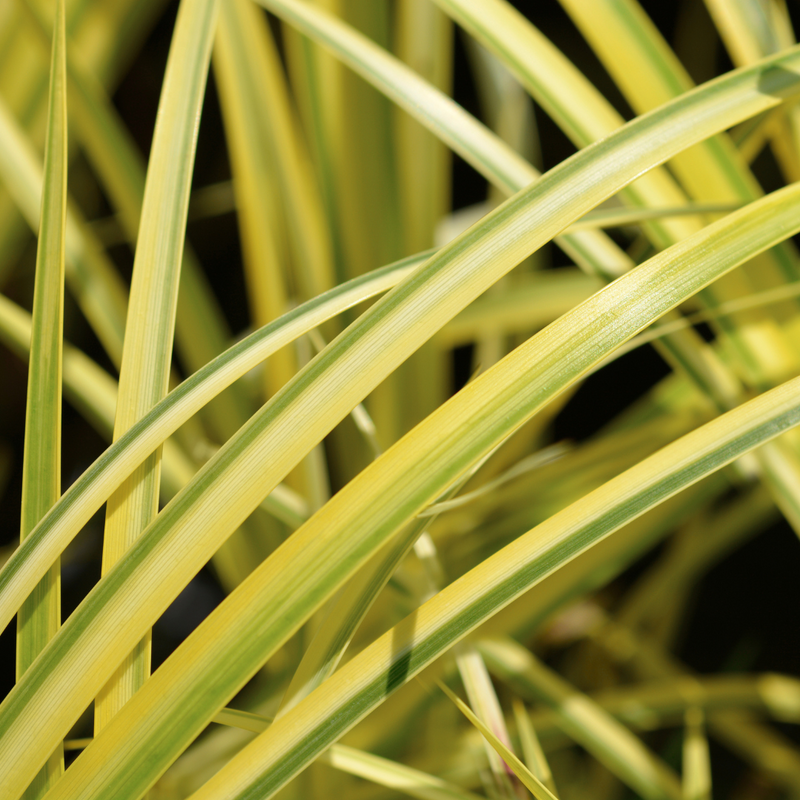 1 Large Plant – Acorus gramineus ‘Ogon’, Ready to Plant in Your Garden 2L Pot