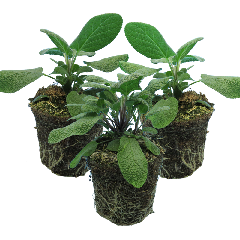 Large Herb Plants - Sage Grower’s Mix, Ready to Plant in Your Garden, 1L