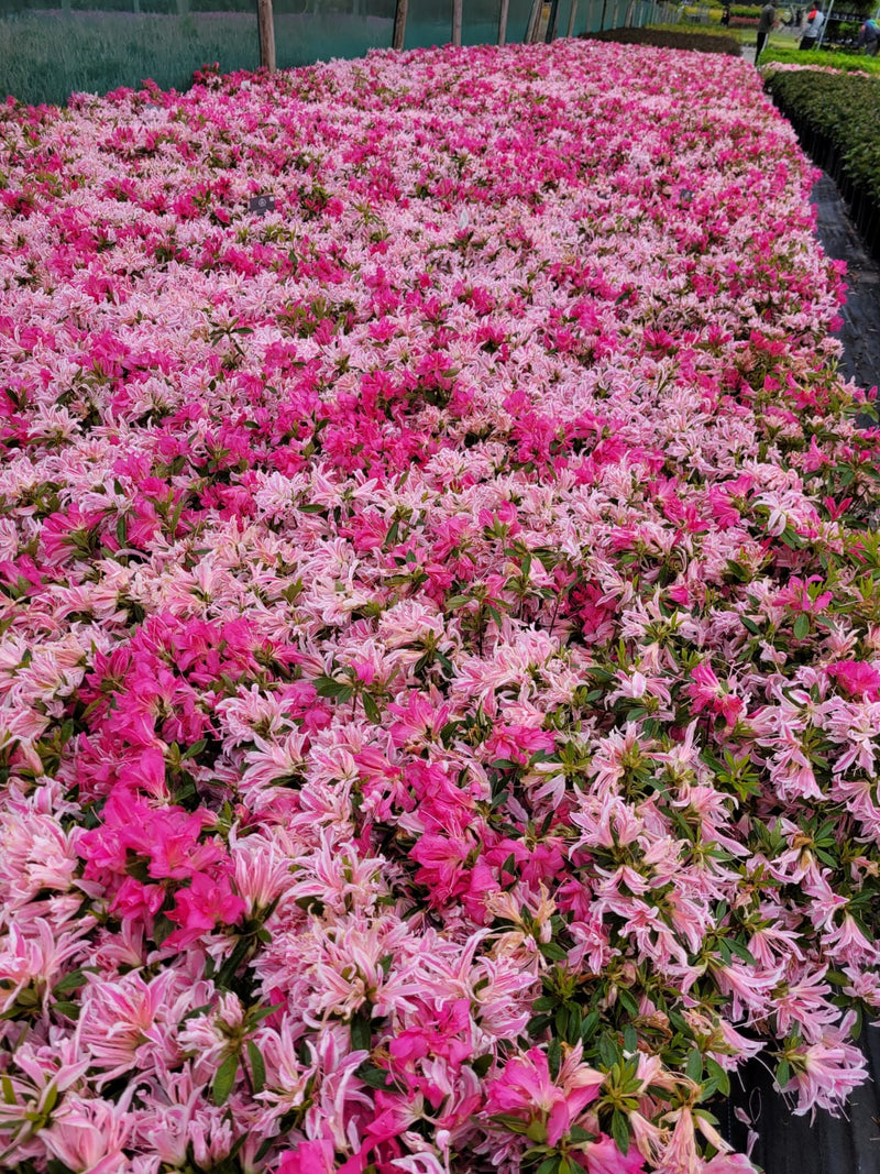 Azalea Japonica &